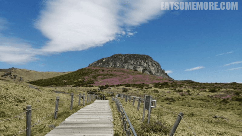 【韩国】春花烂漫济州岛