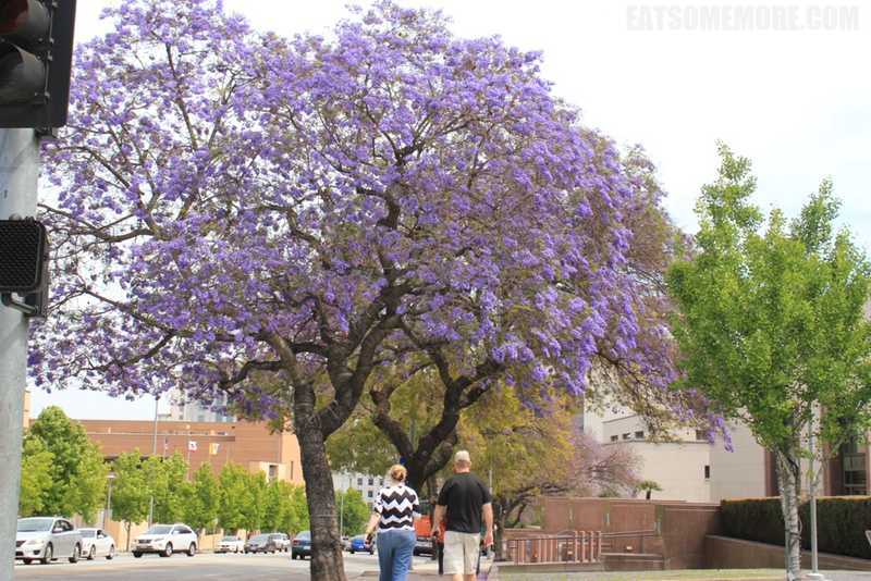 【美国】非典型美国两岸游 8/8【洛杉矶】